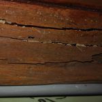 Cómo eliminar termitas para que no se coman la madera