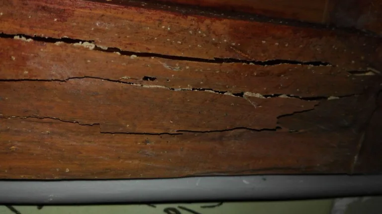 Como eliminar termitas para que no se coman la madera