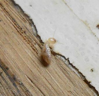 Foto de una termitas