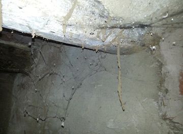 Cordones de barro de termitas
