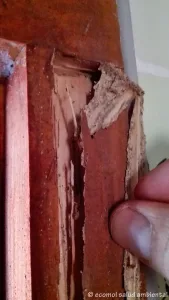 Efectos sobre la madera de un ataque de termitas