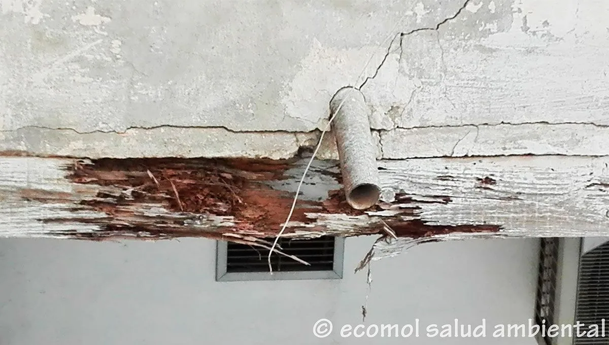Cómo saber si tengo termitas en casa