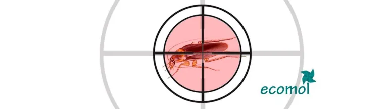 C&oacute;mo eliminar cucarachas en casa