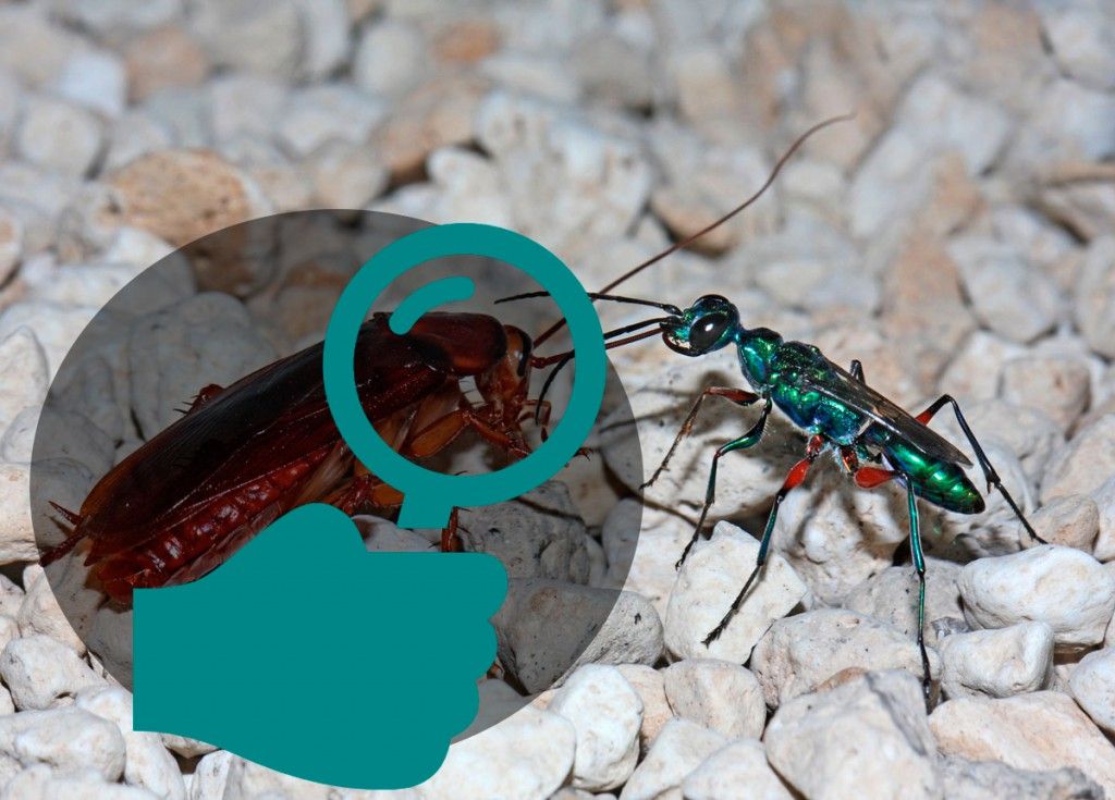 Identificar el tipo de cucaracha Identificar el tipo de cucaracha