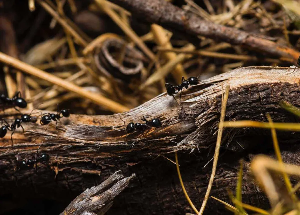 Cómo controlar una plagas de hormigas