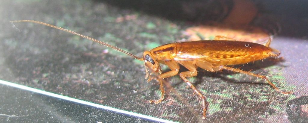 plaga de cucarachas rubia plaga de cucarachas rubia