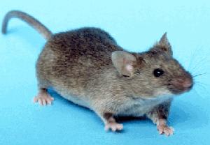 ratas y ratones