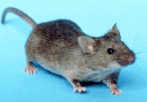 Ratas y ratones en casa Ratas y ratones en casa