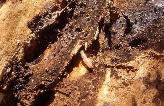 Termitas de la madera Seca Termitas de la madera Seca