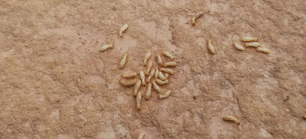 Qué tipos y especies de termitas hay en España