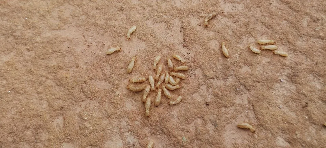 Qué tipos y especies de termitas hay en España Qué tipos y especies de termitas hay en España
