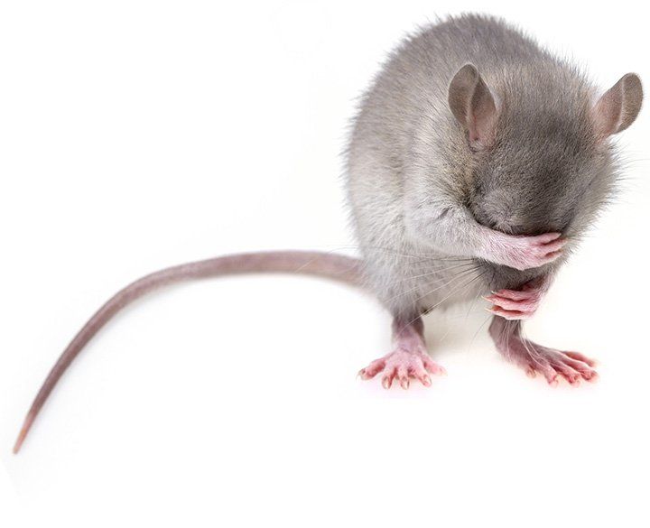 Los métodos más eficaces para eliminar roedores - Ecomol