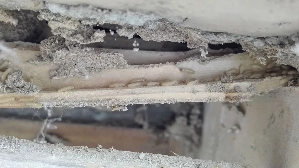 Como reparar vigas y muebles tras ataque de carcoma o termita