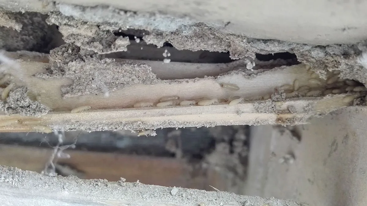 Como reparar vigas y muebles tras ataque de carcoma o termita Como reparar vigas y muebles tras ataque de carcoma o termita