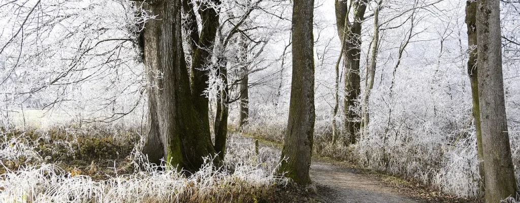 Cuáles son las plagas más comunes en invierno