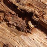 7 mitos sobre las termitas
