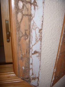 Estado de una puerta de madera atacada por termitas. Estado de una puerta de madera atacada por termitas.