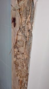 Madera atacada por termitas subterraneas. Madera atacada por termitas subterraneas.