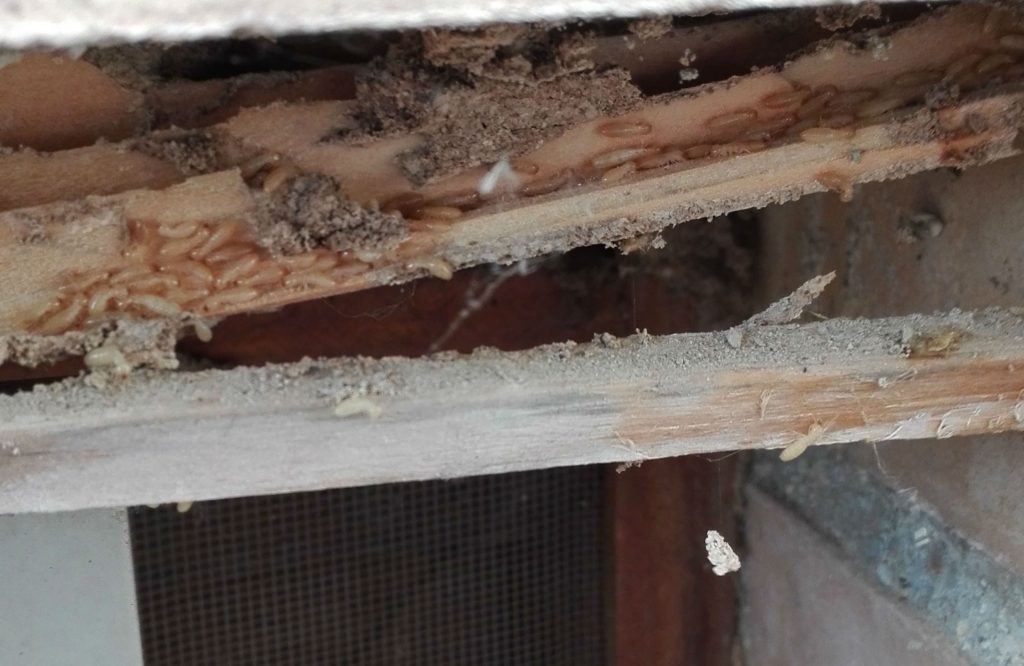 Madera atacada por termitas