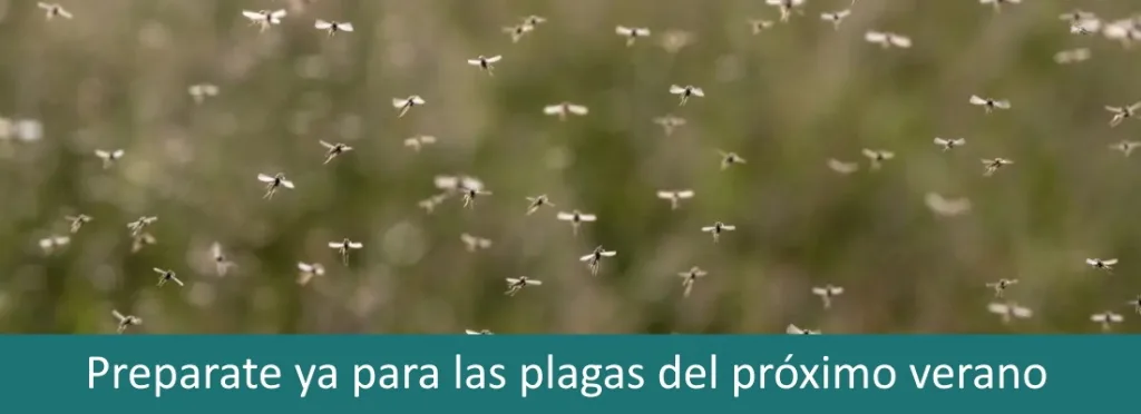 Plagas que aparecen con el calor, prepárate para el verano