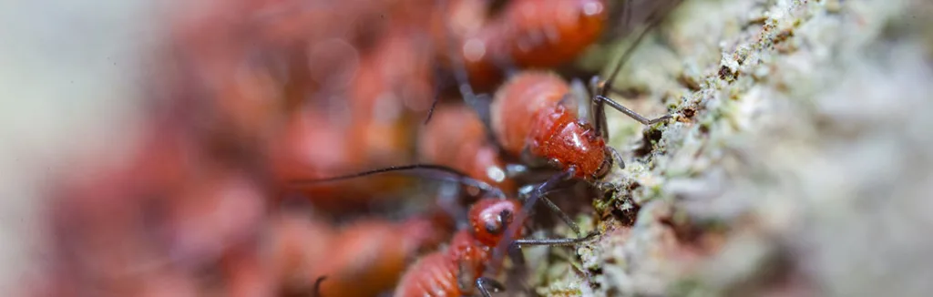 Plaga hostelería y locales comerciales