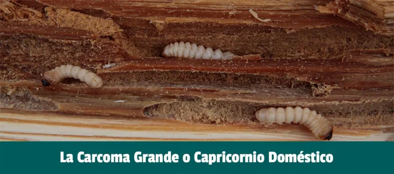 La Carcoma grande o polilla de la madera La Carcoma grande o polilla de la madera