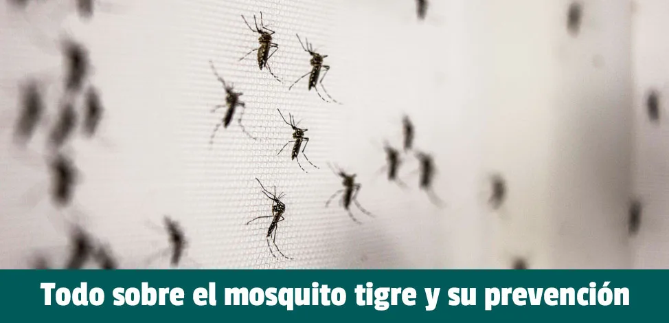 Todo lo que debes saber sobre el mosquito tigre