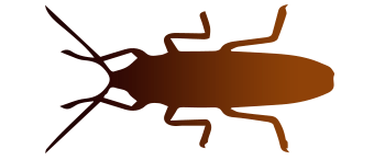 Cucaracha Americana