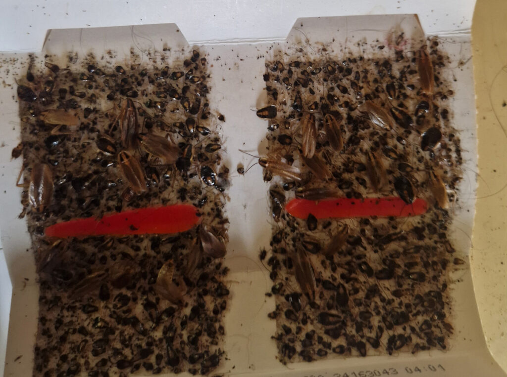 Trampa de cebos para cucarachas Trampa de cebos para cucarachas