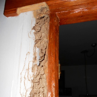 Ecomol - Evidencias de ataque de termitas